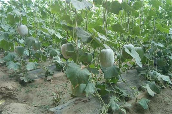 冬瓜能和虾一起吃吗?,冬瓜能和虾仁一起吃吗