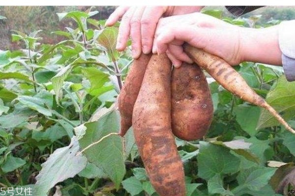 雪莲果如何吃?,雪莲果的正确吃法应该怎么吃