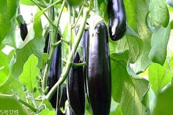 茄子有什么营养价值呢?,茄子有啥营养