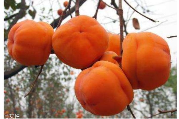 请问柿子有什么营养价值,柿子有什么营养吗