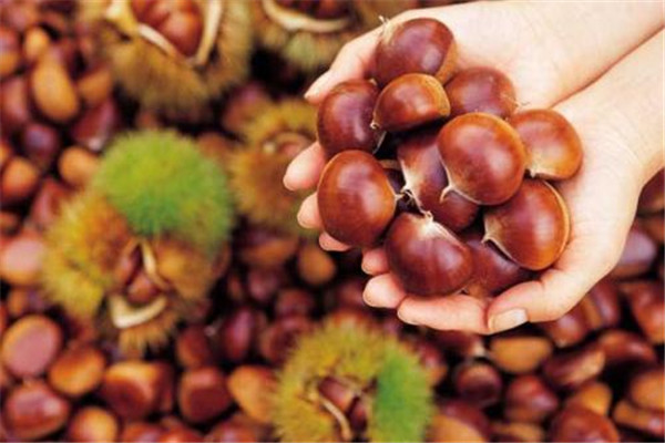 板栗的功效是什么,板栗是不是水果?