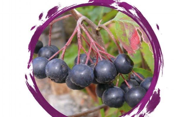 野樱莓生长的环境是怎么样的呢(野樱莓是什么水果)