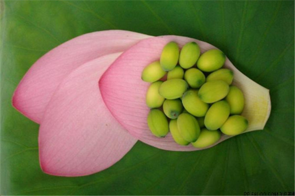 莲子能不能和梨一起煮,梨和莲子煮水的功效