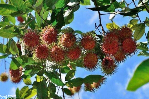 孕妇可以吃红毛丹吗?有什么好处啊?,孕妇可以吃红毛丹吗?