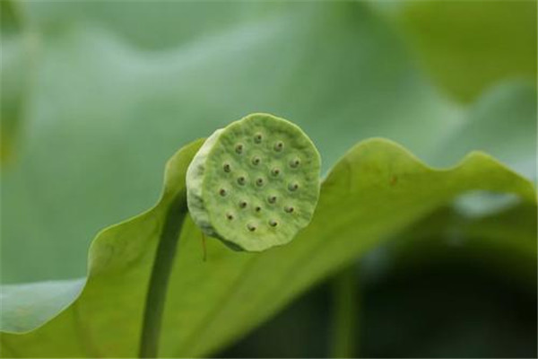 莲子分为几种,莲子分几种品种 莲子分为几种,莲子分几种品种