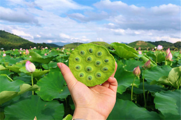 莲子是水果吗,莲子属于什么类食物