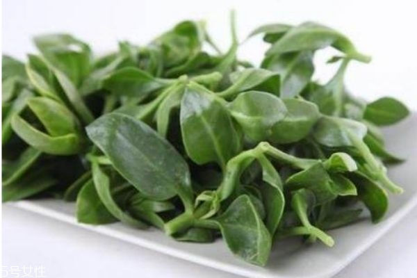 穿心莲长什么样子,什么是穿心莲