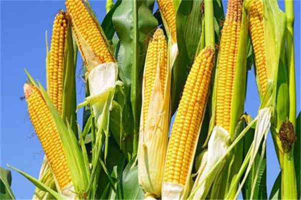 玉米属碳水化合物吗,玉米是不是碳水化合物