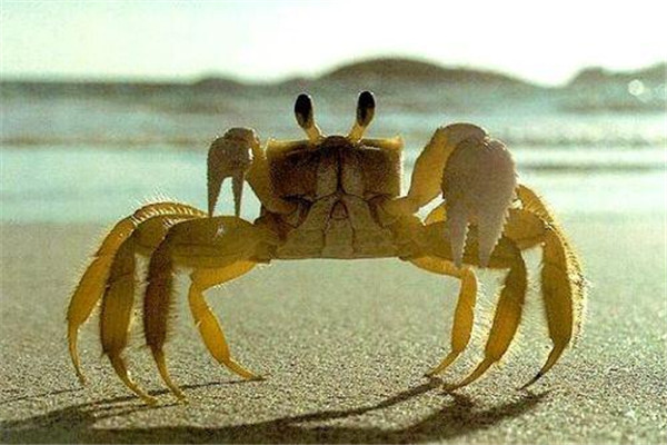 螃蟹吃着苦怎么回事,吃螃蟹苦是怎么回事 螃蟹吃着苦怎么回事,吃螃蟹苦是怎么回事