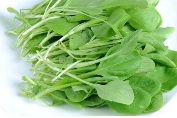 鸡毛菜长什么样子图片,什么是鸡毛菜长什么样