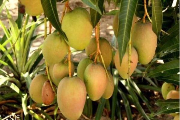 芒果有什么营养价值呢?,芒果有啥营养价值