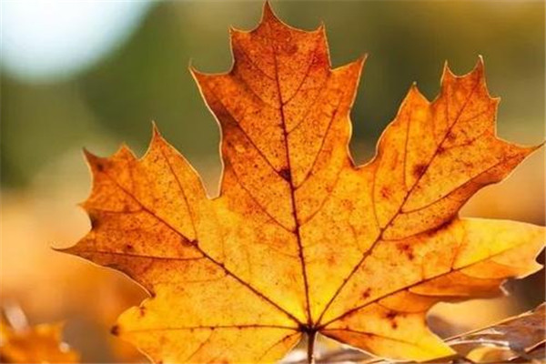 立冬能吃羊肉吗,秋天可以吃羊肉吗