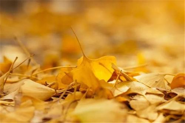 立秋后为什么不能吃西瓜,秋天可以吃西瓜吗