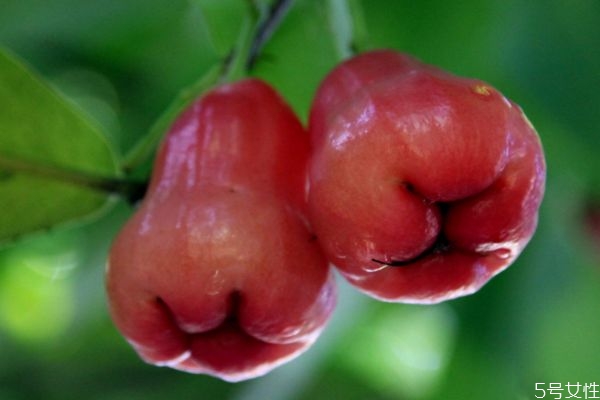 莲雾如何判断有没有熟,莲雾什么样子是熟了 莲雾如何判断有没有熟,莲雾什么样子是熟了