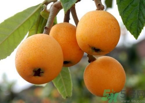 吃枇杷的禁忌(小孩吃枇杷的禁忌)