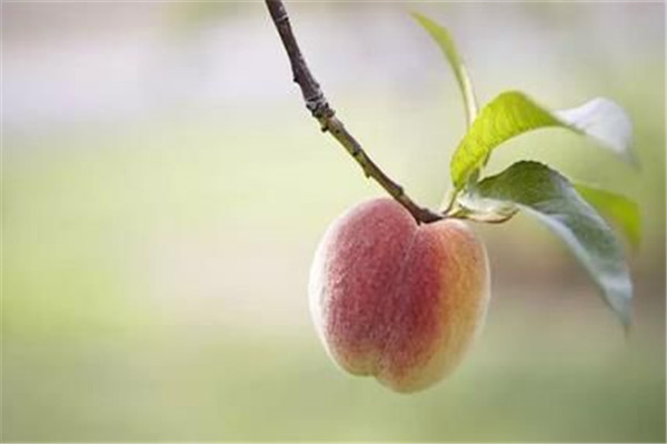 立秋吃什么传统食物 立秋应该吃什么,立秋应该吃什么食物
