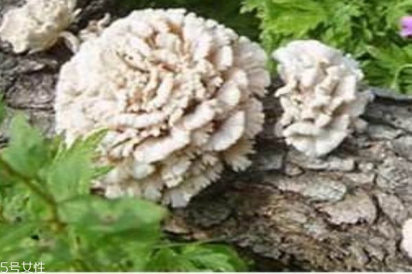 雪莲菌冬天怎么养,雪莲果的养殖方法