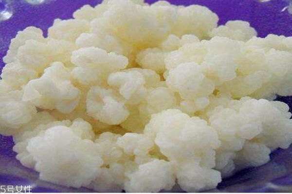 雪莲菌是什么东西,雪莲菌的作用