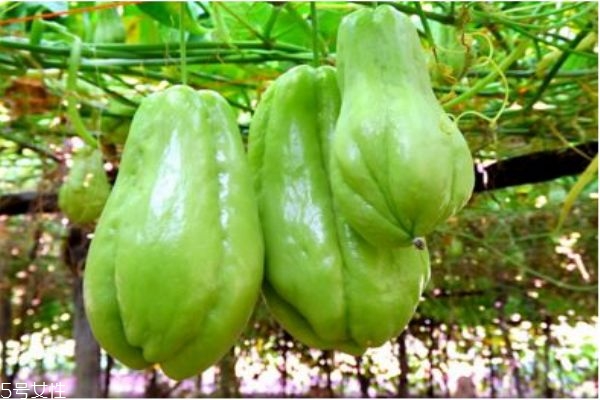 什么叫佛手瓜,佛手瓜是佛手吗