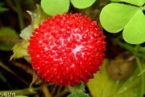 蛇莓价格是多少钱一斤,蛇果的价格多少钱一斤