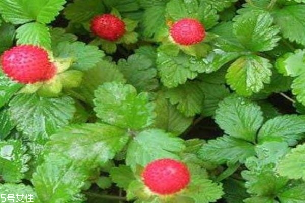 蛇莓为什么叫蛇莓,蛇莓又叫什么