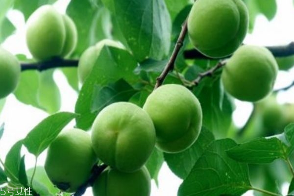 杏几月份成熟上市,杏仁几月份上市