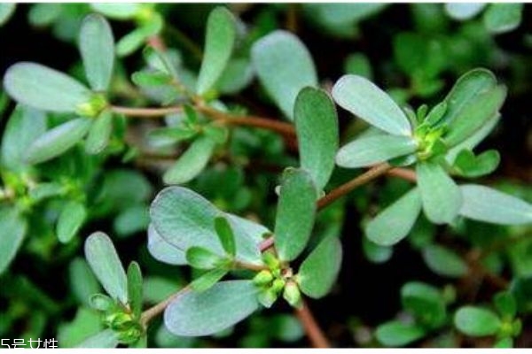 什么是蚂蚁菜花,什么是蚂蚁菜