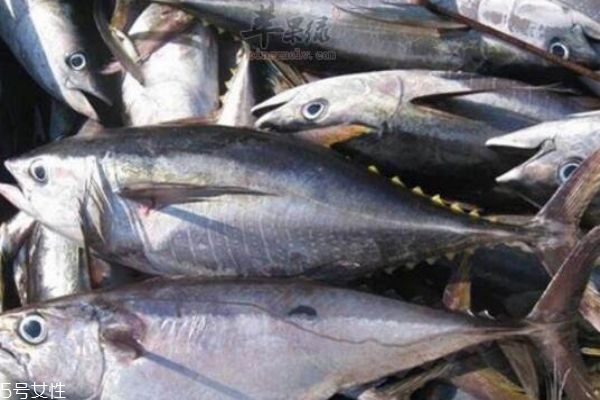 请问金枪鱼怎么做好吃,金枪鱼怎么做好吃