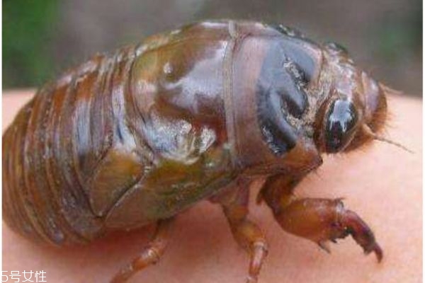 金蝉有什么作用,金蝉是怎样的