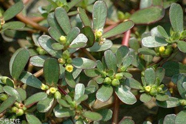 瓜子是蔬菜吗,瓜子菜有什么功效