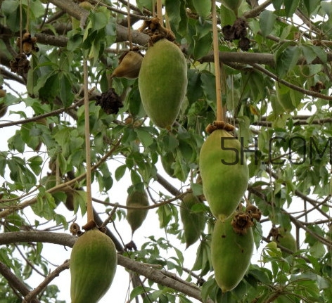 猴面包树名字的由来,猴面包树为什么叫这个名字