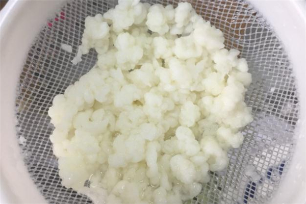 雪莲菌能吃吗,喝雪莲菌有什么好处 雪莲菌能吃吗,喝雪莲菌有什么好处