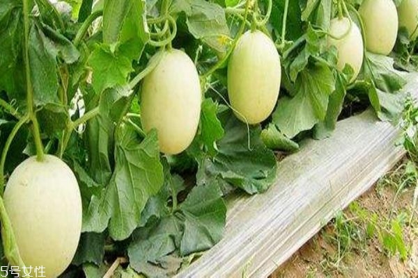 梨瓜是什么瓜,梨瓜和香瓜的区别