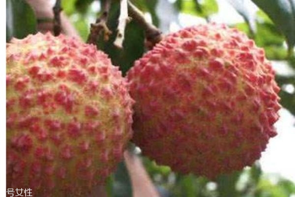 挂绿荔枝树,绿色的荔枝叫什么
