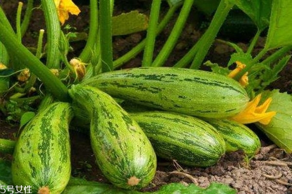 角瓜是什么瓜,角瓜有几种