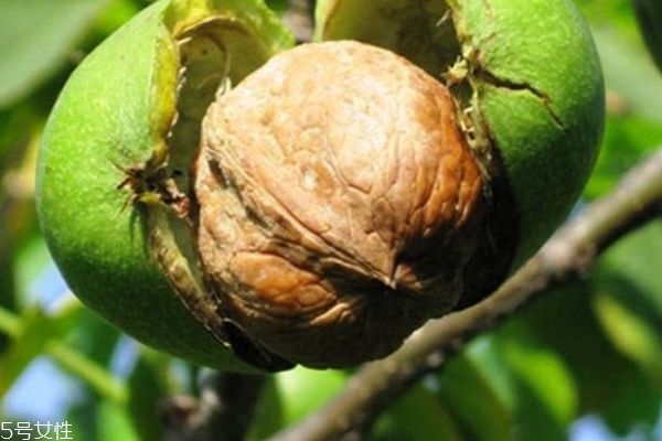 青皮核桃图片,青核桃皮有什么用