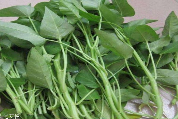 空心菜是什么菜呢,空心菜是啥菜