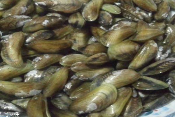 海瓜子是啥,海瓜子是什么东西