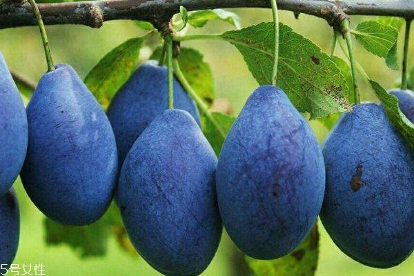 西梅成熟的季节是哪几个月,西梅成熟时期什么月份