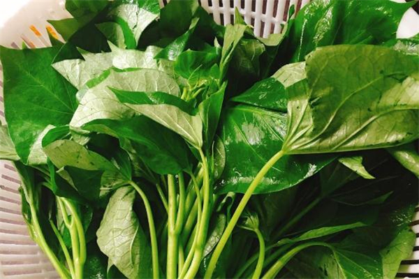 红薯叶被摘了还能长红薯吗,红薯叶怎么摘会长更多 红薯叶被摘了还能长红薯吗,红薯叶怎么摘会长更多