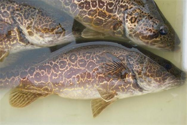 桂鱼为什么比鲈鱼贵那么多,桂鱼好还是鲈鱼好