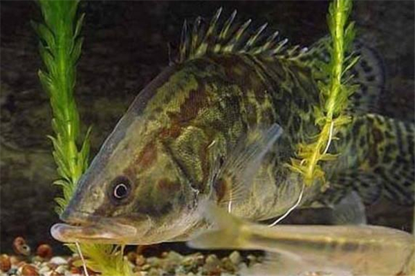 桂鱼和鲑鱼是一种鱼么,桂鱼和鲑鱼有什么区别