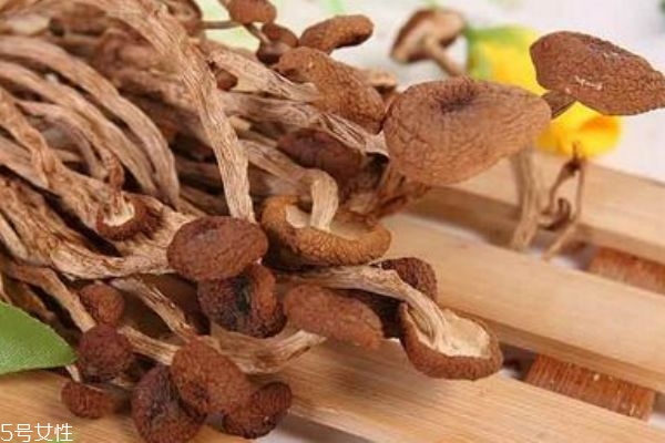 茶树菇有什么作用和功效,茶树菇的作用