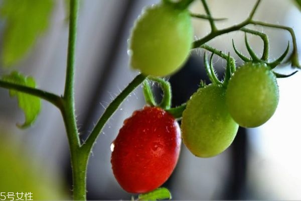 什么叫圣女果,圣女果是什么果