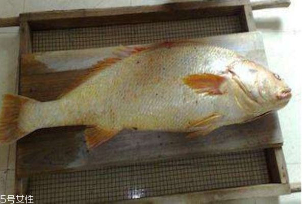 黄唇鱼是什么鱼,黄鱼和黄唇鱼区别