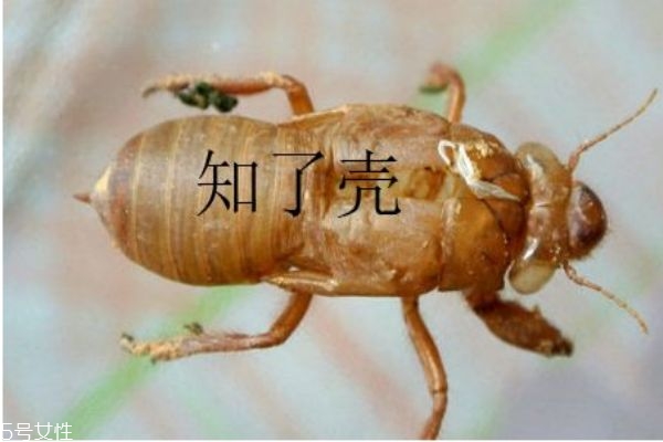 知了壳的用处,知了的壳有什么功效