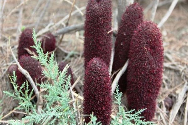 什么叫锁阳,锁阳什么意思
