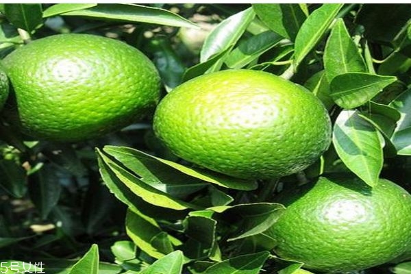 小青柑是啥,小青柑的青柑是什么