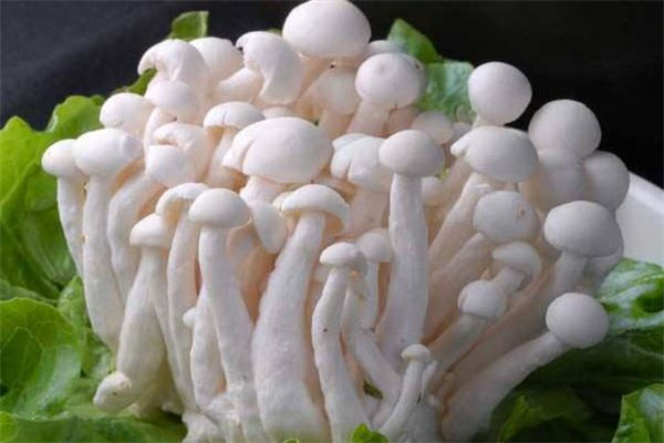什么样的白玉菇不能吃,白玉菇能吃吗 什么样的白玉菇不能吃,白玉菇能吃吗