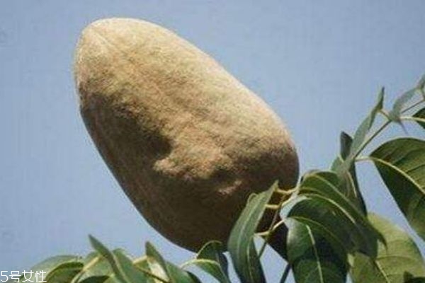 什么叫向天果,向天果是什么果